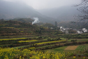婺源雾中梯田乡村美景