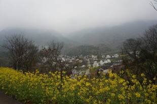 婺源雾中花海下的静谧村落