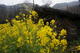 婺源田野中的灿烂油菜花海