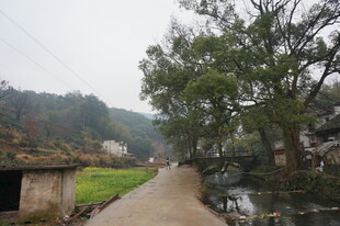 婺源乡村小道旁的自然景致