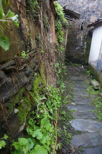 婺源古巷藤蔓缠绕的静谧景致