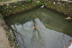 婺源乡村小池塘的静谧景象