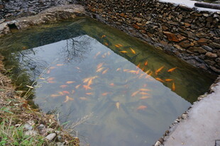 婺源池塘中游动的多彩金鱼