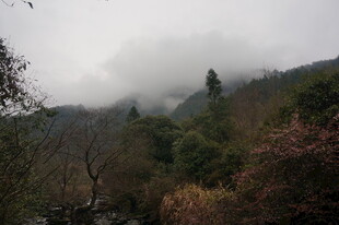 婺源云雾缭绕的山林美景