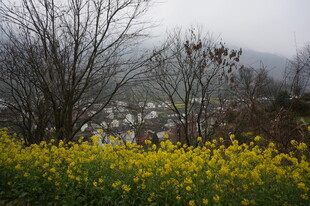 婺源山间油菜花与枯树景观