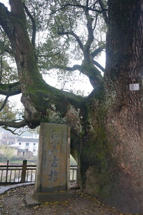 婺源古老大树下的神秘入口