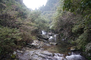 婺源山间溪流丛林美景