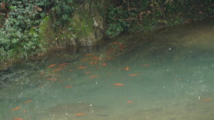 婺源池塘中游动的多彩金鱼