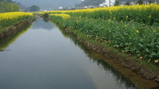 婺源田园小河旁的金黄油菜花