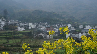 婺源春日山村油菜花景