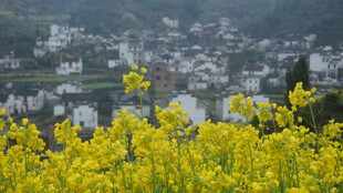 婺源油菜花海中的村落景观