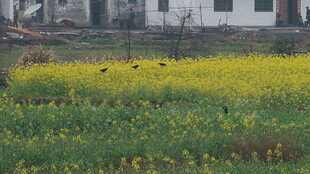 婺源春日田野中的灿烂油菜花