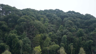婺源茂密山林景观