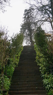 婺源林间石阶小径