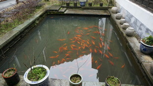 婺源庭院锦鲤池 绿植相伴