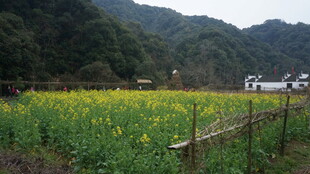 婺源山间油菜田 田园风光美