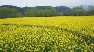 婺源金黄油菜花田 春日美景