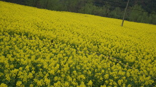 婺源金黄油菜花田美景