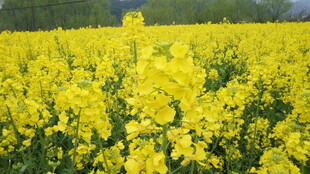 婺源金黄油菜花田美景