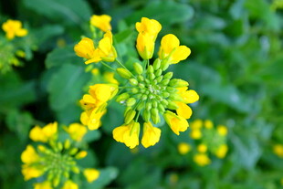 婺源绽放的黄色小花