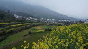 婺源山间油菜田与村落美景