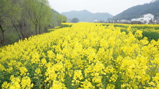 婺源金黄油菜花海田园美景