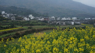 婺源春日乡村油菜花海美景
