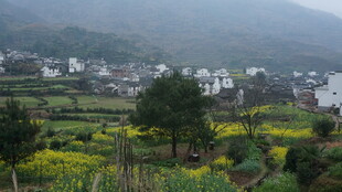婺源山村春日田园美景