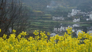 婺源金黄油菜花田中的村落