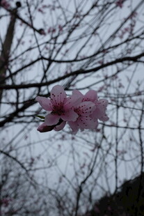 婺源枝头绽放的粉嫩樱花