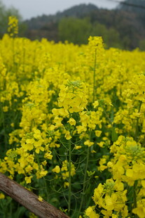 婺源金黄油菜花海田园美景