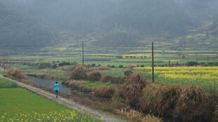 婺源乡村田野间的独行者