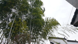 婺源中式庭院旁的葱郁竹林