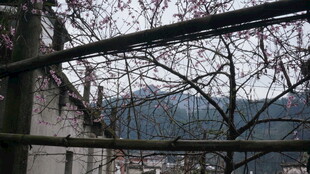 婺源透过树枝看远处景致