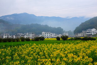 婺源春日田园美景 菜花映远山