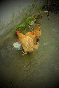 庭院中觅食的黄母鸡