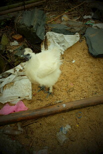 婺源鸡站在杂乱地面上