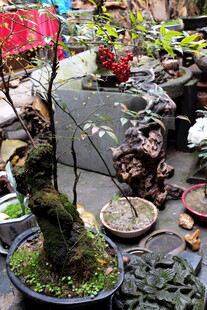 婺源多样盆景展示 造型独特