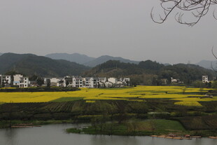 婺源春日乡村油菜花田美景