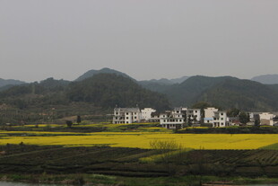 婺源乡村春日风光 金黄油菜花田