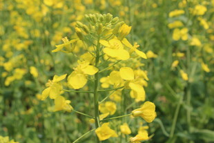 婺源金黄油菜花绽放田园