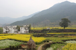 婺源田园山村春色美景如画