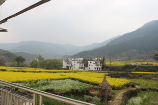 婺源田园风光中的多彩农田