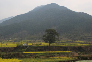 婺源田野孤树旁的远山风景