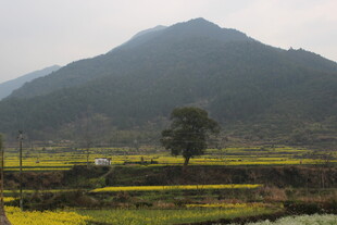 婺源田园山间的独树风景