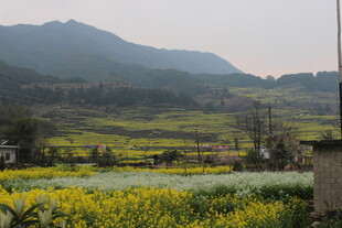 婺源春日乡村田野风光美景