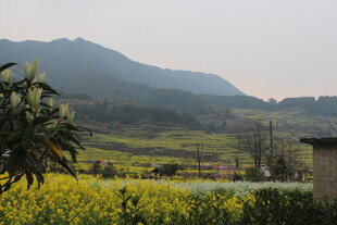 婺源春日田野风景图