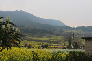 婺源田园风光中的金黄油菜花田