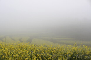 婺源雾中金黄油菜花田美景
