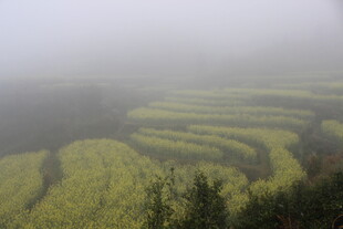 婺源雾中梯田美景